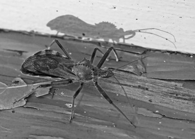 A WHEEL BUG  -   ISO 1600  -  TAKEN, HAND-HELD, WITH A MANUAL FOCUS TAMRON SP 90mm f/2.5 LEGACY LENS