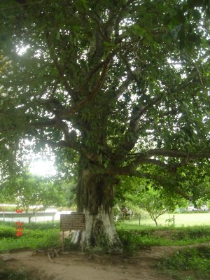 magci tree