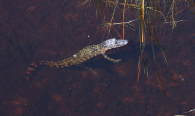 Florida 2012-2013 season