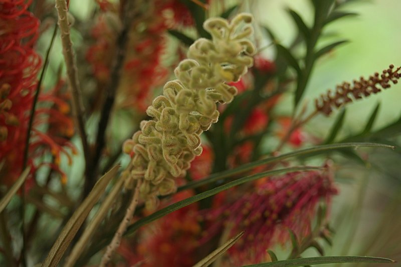 Australian Native Grevillea