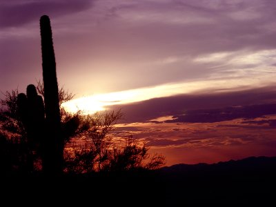 cactus sunset.jpg