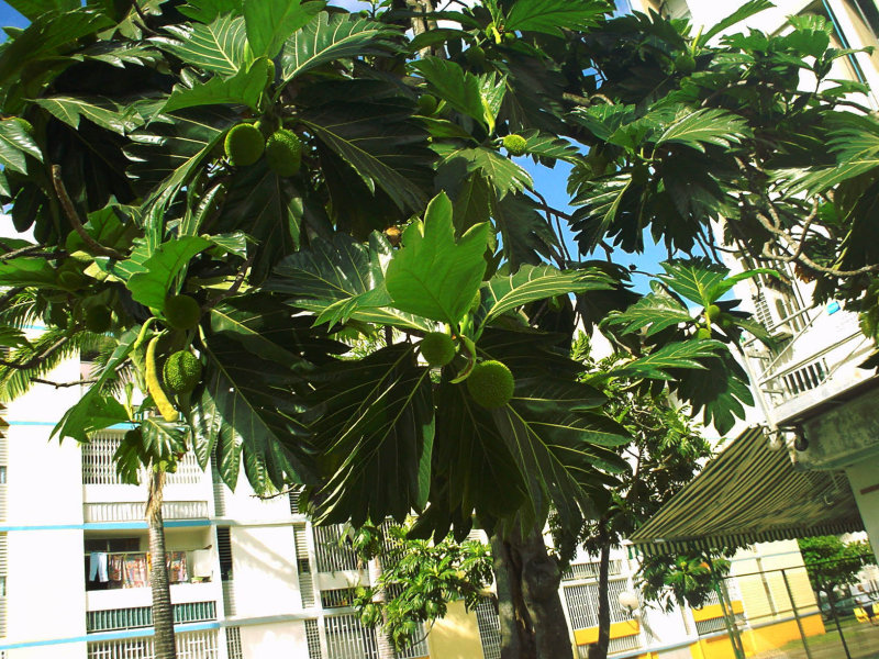 Breadfruit