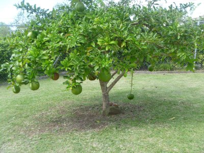 Sent Lisi - Calabash Tree