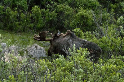 Moose in the Thicket II 
