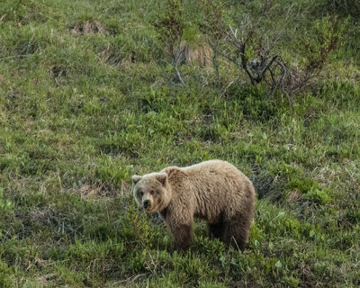 Grizzley Cub