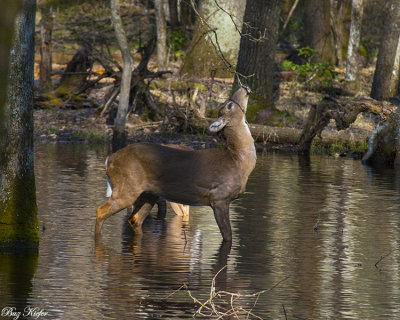 Feeding Deer in the Cove Swamp