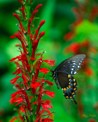 Swallowtail on Cardinal Flower (Lobelia cardinalis)