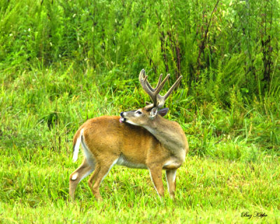 Large Buck