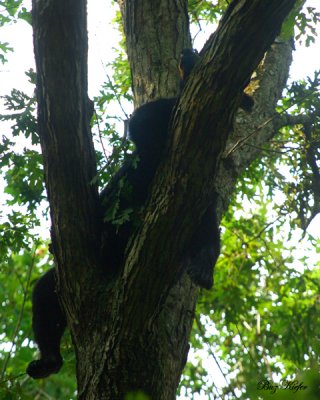 Nap Time in a Tall Oak Tree