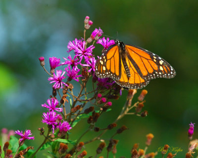 Monarch on Ironweed