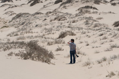 Looking for the dune lark