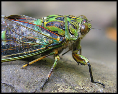 Kitekite Falls - cicada 2