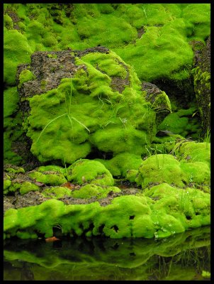 Mossy rocks - Fitzroy Gardens