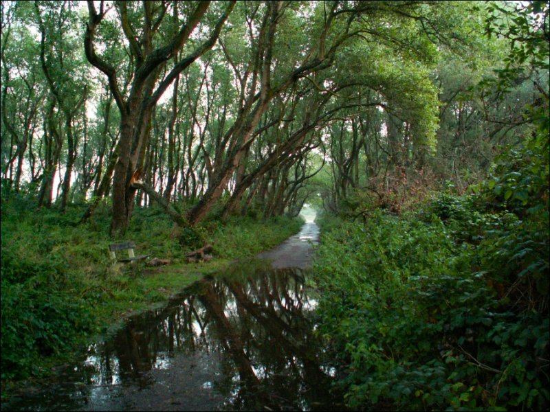 Passer sous les arbres... Oserais-je ?...