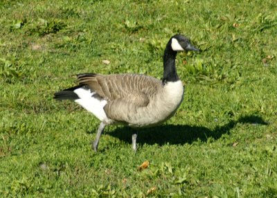 Canadian Goose