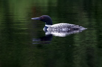 Algonquin Loon