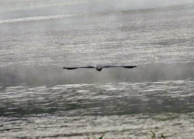 Great Blue Heron flying