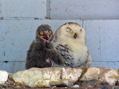 Snowy Owl