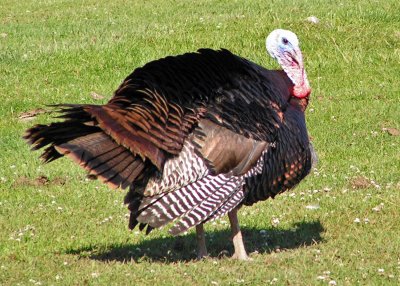 Turkey