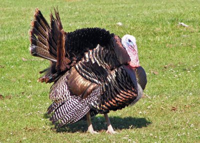 Turkey