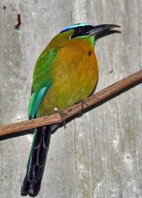 birds