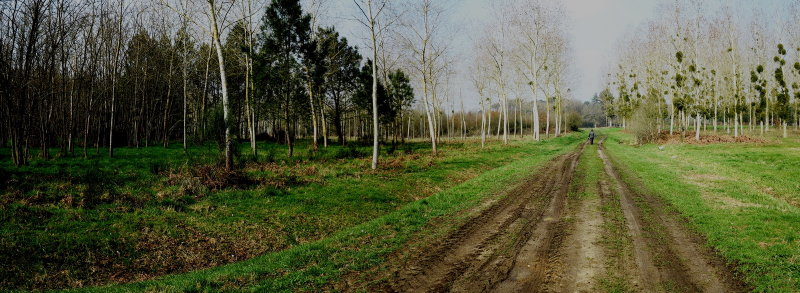 Country walk