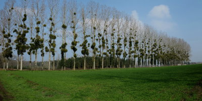 Poplars and mistletoe