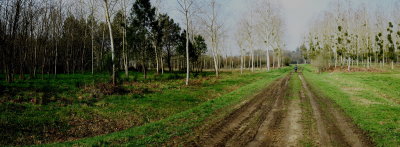 Country walk