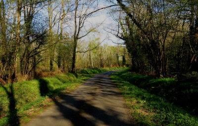 Country lane in Fougere