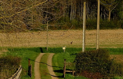 Rural scenes Maine et Loire