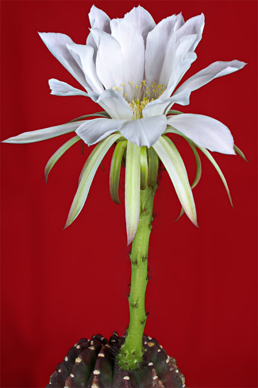 echinopsis