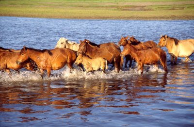 Around Przewalski horses in Mongolia