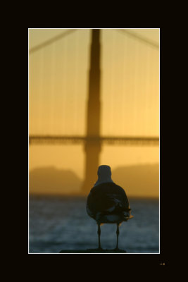Golden Gate Gull1000.jpg