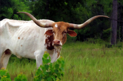 Longhorn BZ12x181000.jpg