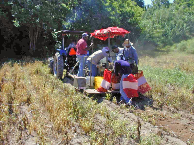 reaping Bermuda potatoes