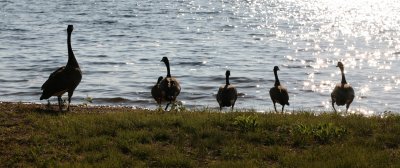 Canada geese I