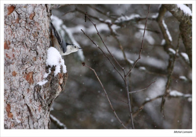 Nuthatches