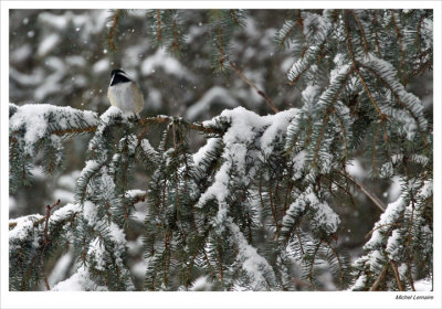 Chickadees