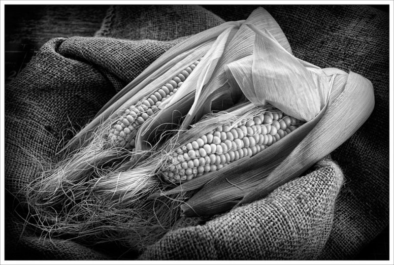 Sweet Corn.