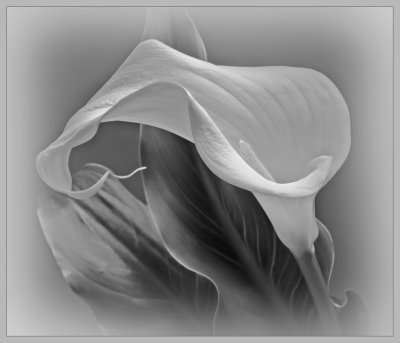 Arum in Mono.