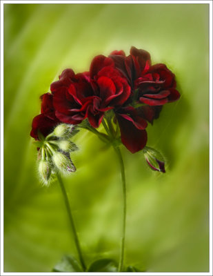 Red Pelargonium.