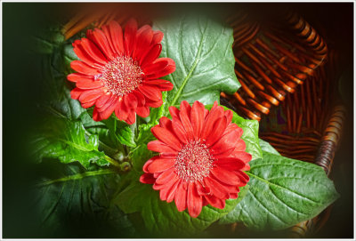 Two Red Gerberas.
