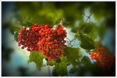 Viburnum Berries.