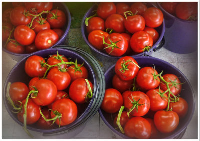 Tomato Crop.