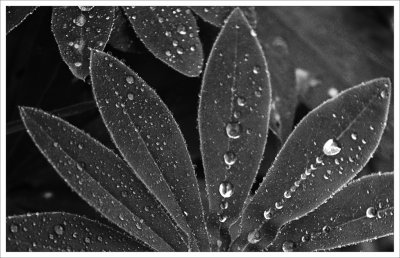 Rain Drops.