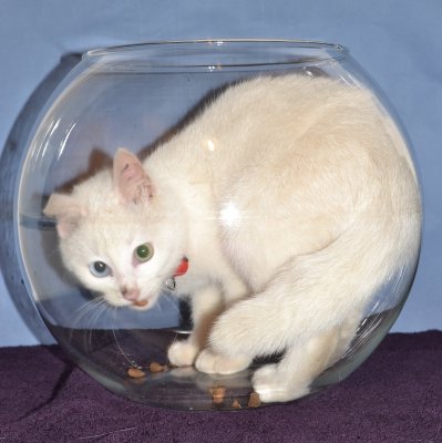 CHAT ALORS ! poisson-chat