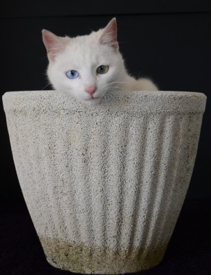 CHAT ALORS ! chat-pot