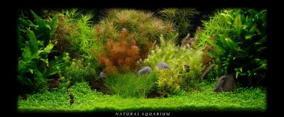 Natural Aquarium