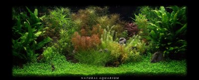 Natural Aquarium