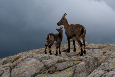 JLB-06-CHAMOIS-14783.jpg